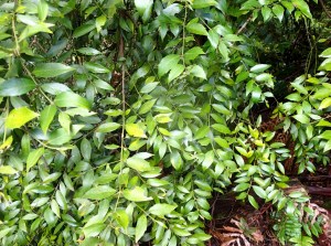 Southern Sassafras (Atherosperma moschatum)