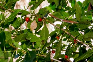 Coprosma hirtella - Rough Coprosma