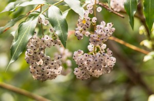 Polyscias sambucifolia - Elderberry Panax