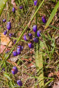 Dianella tasmanica - Tasman Flax-lily