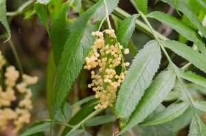 Sambucus gaudichaudiana - White Elderberry