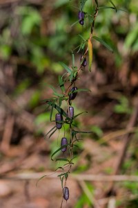Billardiera longiflora - Purple Apple Berry