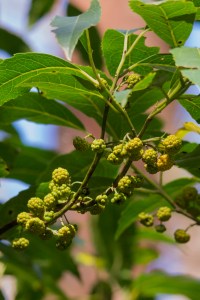 Hedycarya angustifolia - Austral Mulberry