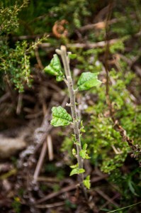 Snowy Daisy-bush showing the impact of Wallaby grazing.