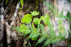 New Sycamore Maple Seedling emerging.