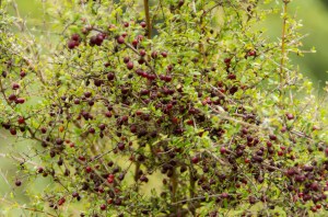 Prickly Coprosma full of red berries