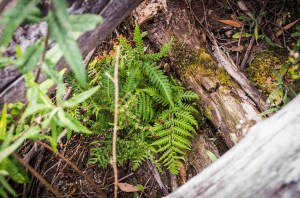 Another log microhabitat providing a great site for fern regeneration.
