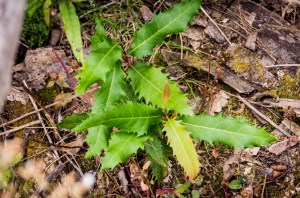 Naturally Regenerated Tree Lomatia