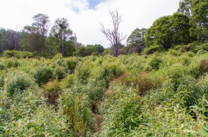Overall view of site, showing the mass regeneration of shrubby understorey.