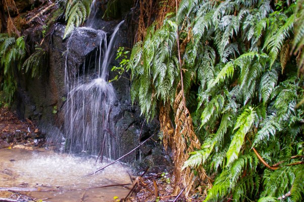 Cascading water along Diapers Tk - Tarra Bulga National Park