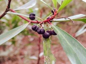 Tasmannia lanceolata - Mountain Pepper