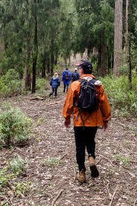 Wild Cherry trees along the Wild Cherry Track