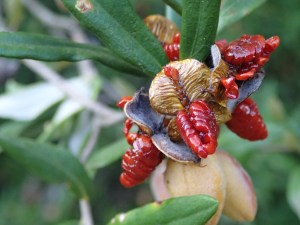 Pittosporum bicolor - Banyalla