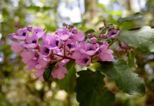 Balm Mint Bush (Prostanthera melissifolia)