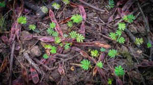 Mass Silver Wattle Germination.