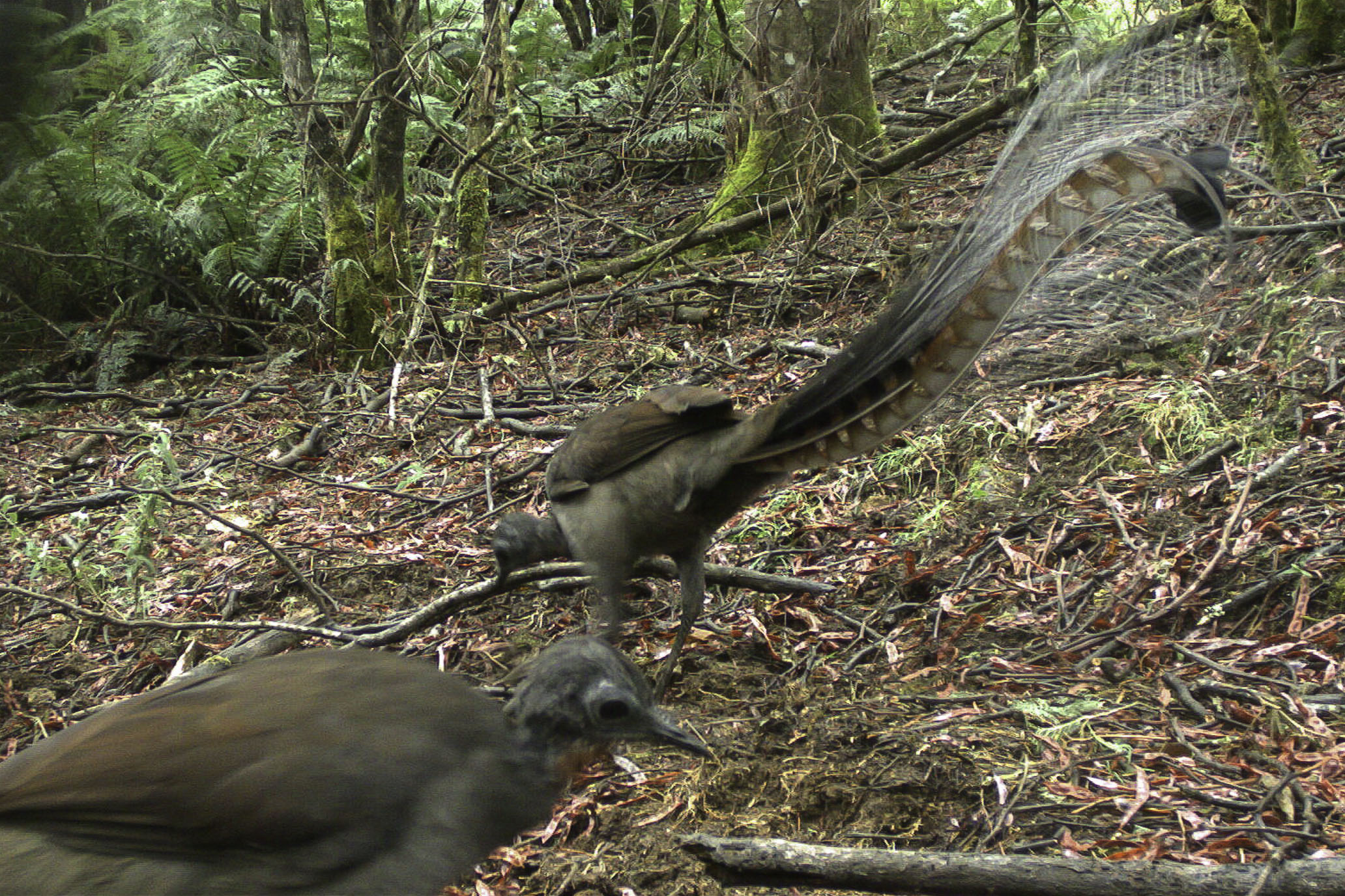 A couple of birds from our Remote Camera monitoring. 