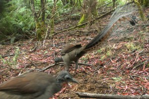 A couple of birds from our Remote Camera monitoring.