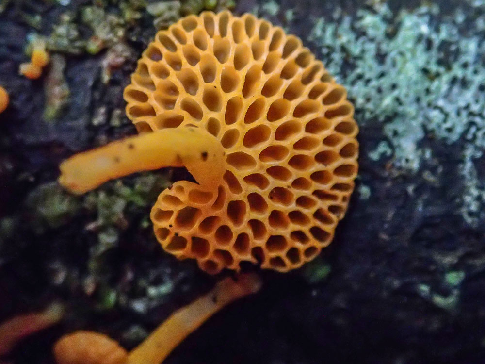 Orange Pore Fungi - Favolaschia calocera, underside showing the pores.