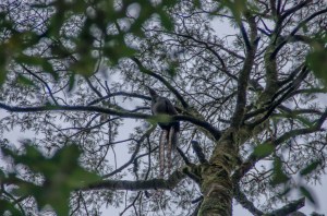 Lyrebird calling from high up in a Silver Wattle