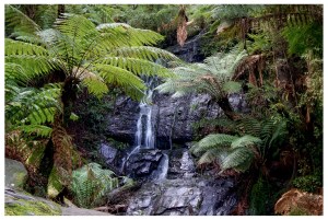 Cyathea Falls