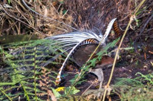 Lyrebird Display