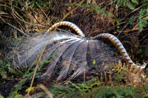 Lyrebird Display