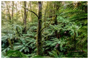 Ferns in the Tarra Valley