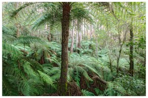 Off the lookout along the Lyrebird Ridge Tk