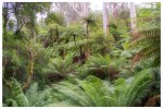Slender Tree Ferns