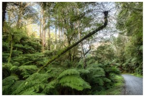 Bendy Tree Fern