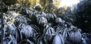 Snow Covered Ferns
