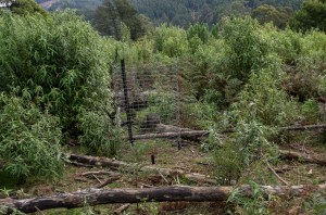 Top class wallaby protection