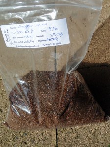 Eucalyptus regnans seeds