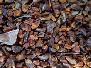 Eucalyptus regnans seeds