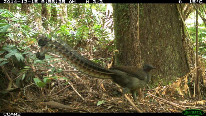 Lyrebird