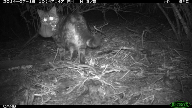 Feral Cat with a Sugar Glider