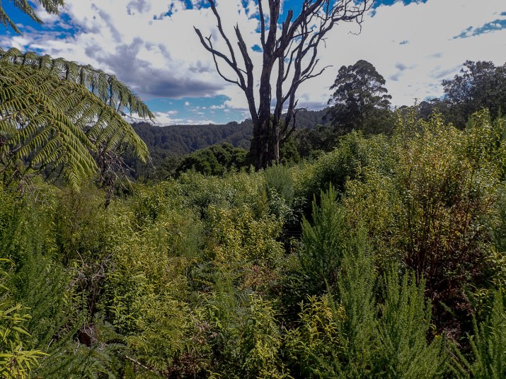 Come and help us turn this scenic but scrubby site back into towering Mountain Ash Forest