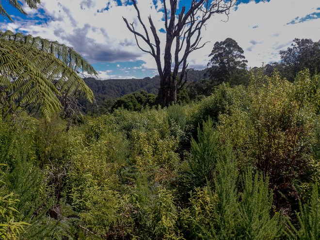 Come and help us turn this scenic but scrubby site back into towering Mountain Ash Forest