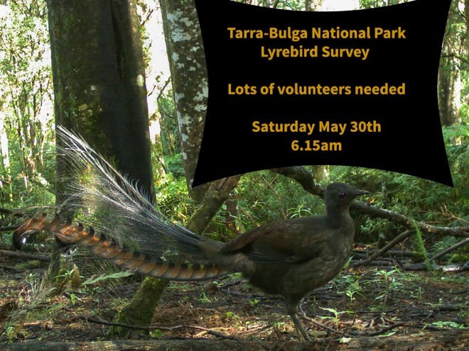 Lyrebird Count 2015 photo