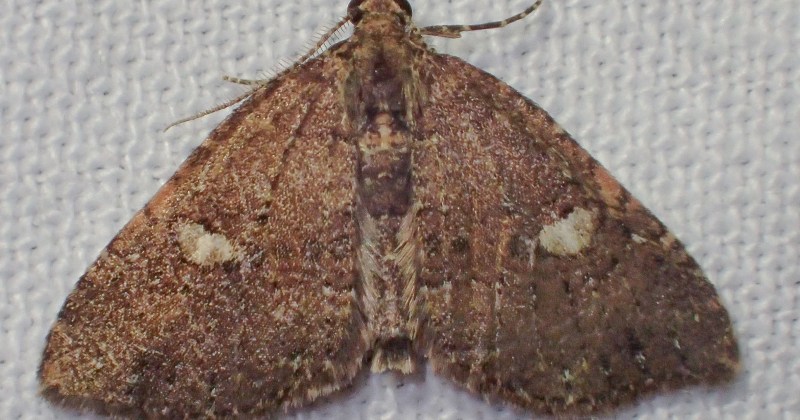 Chrysolarentia pantoea