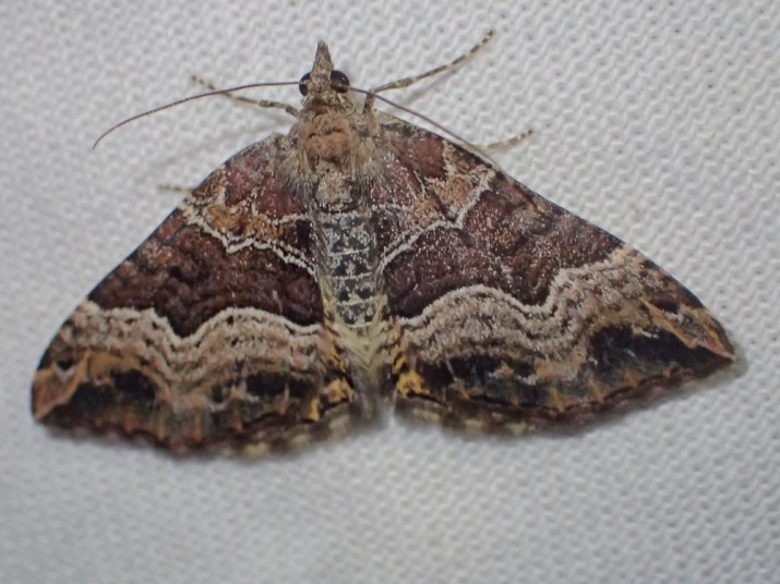 Geometridae
