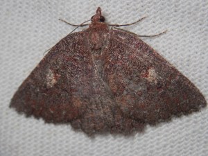 Apodasmia rufonigraria