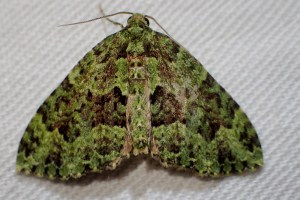 Austrocidaria erasta