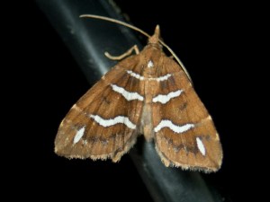 Chaetolopha niphosticha