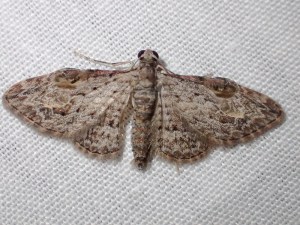 Chloroclystis insigillata