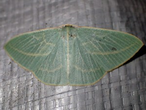 Chlorocoma carenaria