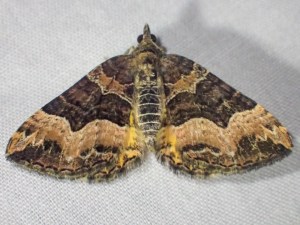 Chrysolarentia lucidulata