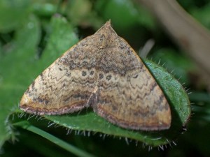 Chrysolarentia mecynata