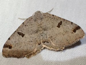 Dissomorphia australiaria