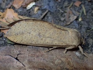 Elhamma australasiae